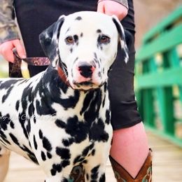 Dalmatians from County-Line Critters