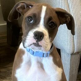 Boxer and Pomeranian All Grown Up from Spivey the grand boxers and poms