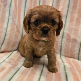 Lady - Ruby female Cavalier King Charles Spaniel puppy in Sunny Valley, Oregon from Sunny Valley Cavaliers