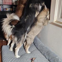 Siberian Husky Puppies from Xavier's Home for Gifted Huskies