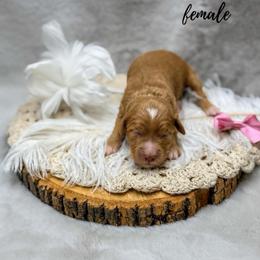 Pipit - Apricot female Goldendoodle puppy in Williamson, New York from Lakeside Doodles