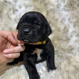 Brown.yellow Collar - Black female Cane Corso puppy in Fairfield, California from Royal Class Kennels