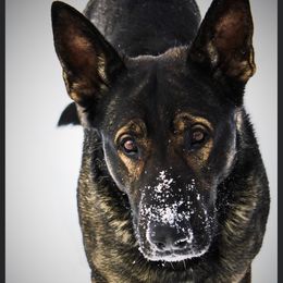 Riggs - German Shepherd