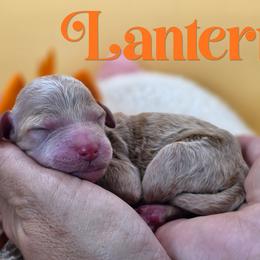 Lantern - Apricot male Poodle puppy in Springfield, Oregon from Valaurah Farms