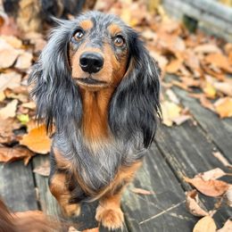 Paisley - Dachshund
