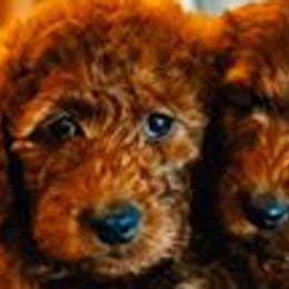 Goldendoodles from Safari Doodles