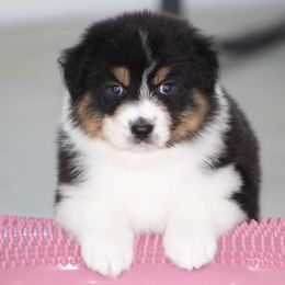 Urban - Black tri-color male Australian Shepherd puppy in Jameson, Missouri from Sky Creek