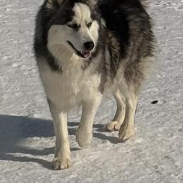 Mabel - Pomsky
