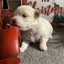 Sissy - White and tan female Morkie puppy in Taylorsville, North Carolina from Mountain Top Hot Tailz