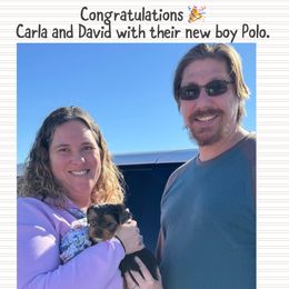 Biewer Terrier and Yorkshire Terrier Puppies from Southeast Biewers