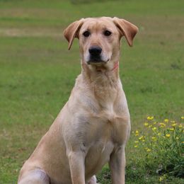 Cypress - Labrador Retriever