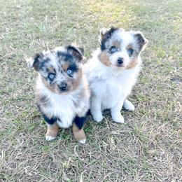 Aussiedoodle and Toy Australian Shepherd Puppies from Bar 4 Aussies