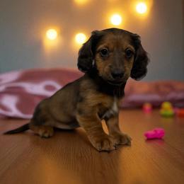 Chihuahua and Dachshund Puppies from Little Pawz, LLC