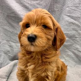 Red Girl - Red  female Goldendoodle puppy in Travelers Rest, South Carolina from Bailey Mountain Doodles