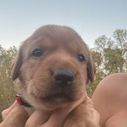 Boy 2 - Yellow male Labrador Retriever puppy in Wardensville, West Virginia from Sager’s Labrador Puppies