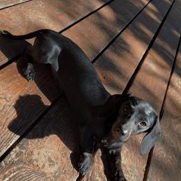Martini - Dachshund