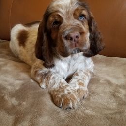 English Springer Spaniel Puppies from vom King-Charles