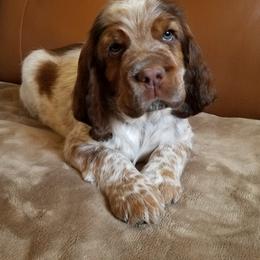 English Springer Spaniel Puppies from vom King-Charles