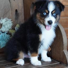 Boy 2 - Black tri male Miniature Australian Shepherd puppy in Lawton, Oklahoma from Lindsey’s Aussies
