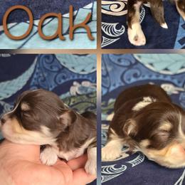 Oak - Chocolate male Havanese puppy in Mason City, Iowa from Hoku Havanese