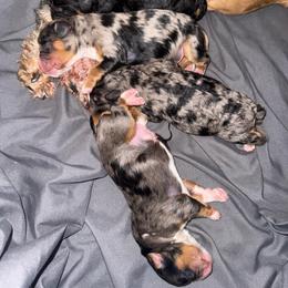 Opal - Merle female Cavapoo puppy in Knoxville, Tennessee from Duke’s Forever Doodles