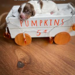 Dachshund Puppies from Shiloh Ridge Dachshunds