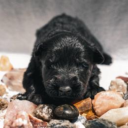 Zicron - Black male German Shepherd puppy in Windsor, South Carolina from Sinister Shepherds