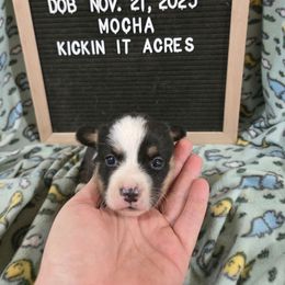 Beth - Black and tan female Pembroke Welsh Corgi puppy in Chariton, Iowa from Kickin It Acres BCs