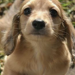 Dachshunds from Happy Little Doxies