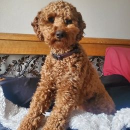 Poodles from Poky Pups