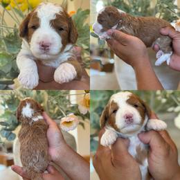 Prince - Red male Bernedoodle puppy in Yuciapa, California from AlltheDoodlez_