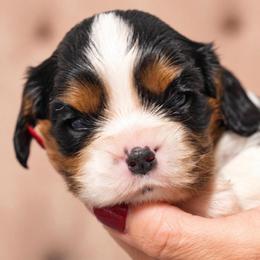 Finn - Tri-color male Cavalier King Charles Spaniel puppy in Greensboro, North Carolina from Hyde Park Cavaliers