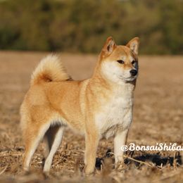 Kora - Shiba Inu