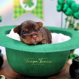 Maltese and Yorkshire Terrier Puppies from Tampa Teacup Puppies