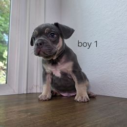 French Bulldog Puppies from Blue Mountain French Bulldogs