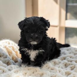 Jewels - Black and white female Companion Cross puppy in Lancaster, South Carolina from 3 Bs Havanese-PUPPIES with  PURPOSE