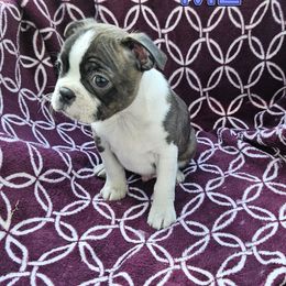 Male 2 - Brindle and white male Boston Terrier puppy in Newton Grove, North Carolina from Sassifras Boston Terriers