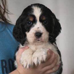 Clarnella - Black white and tan female English Springer Spaniel puppy in Florida from Thunderbird Springers