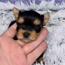 Yorkshire Terrier Puppies from The Royal Yorkie Den LLC