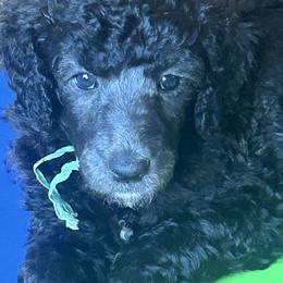 Alastor - Black male Poodle puppy in Baltimore, Maryland from Steinrock’s Standards