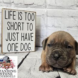 Boerboel Puppies from Standing Stone Boerboels