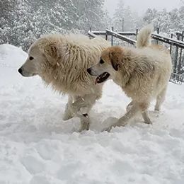 Great Pyrenees from Back to Roots Farm Great Pyrenees