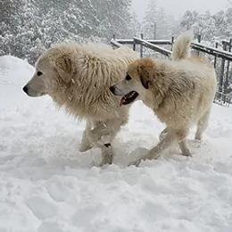 Great Pyrenees from Back to Roots Farm Great Pyrenees