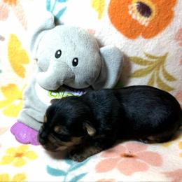 Ginger - Black and tan female Yorkshire Terrier puppy in Paris, Tennessee from Nolan’s Yorkie Farm