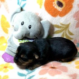 Ginger - Black and tan female Yorkshire Terrier puppy in Paris, Tennessee from Nolan’s Yorkie Farm