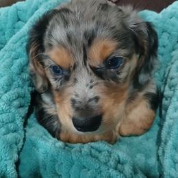 Ash - Dapple male Dachshund puppy in Salome, Arizona from Boopenstein Doxies