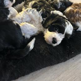 Mozart - Tri-color male Cavapoo puppy in Cumby, Texas from Bright Morning Star Pups