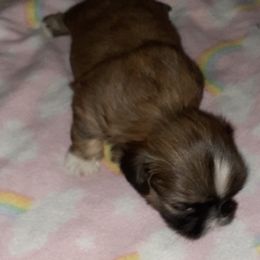 Shih Tzu Puppies from N.F.S.T Imperial ShihTzu Puppies.