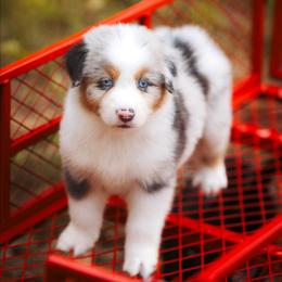 Magnolia - Blue merle female Australian Shepherd puppy in Georgetown, Texas from River Reign Australian Shepherds