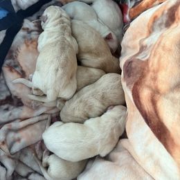 Girl 5 - Yellow female Labrador Retriever puppy in Virginia Beach, Virginia from Viklan Labradors